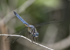 Pachydiplax longipennis