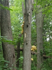 Pleurotus citrinopileatus