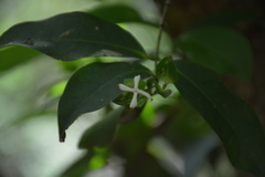Ixora triantha