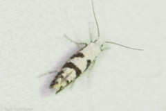 Argyresthia austerella