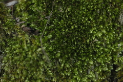 Plagiothecium cavifolium