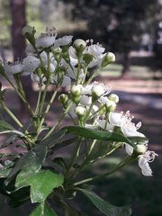 Crataegus monogyna