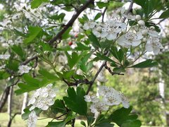 Crataegus monogyna