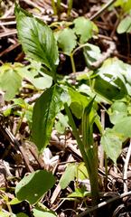 Arisaema stewardsonii