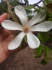 Magnoliopsida