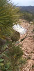 Carduncellus dianius, photograph Neil Alderson, CC0, iNaturalist via GBIF