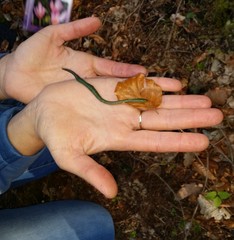 Aporrectodea smaragdina