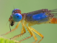 Ceriagrion cerinorubellum