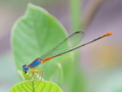 Ceriagrion cerinorubellum
