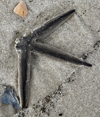 Gray Sea Star photographed in Mississippi