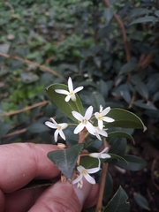 Trachelospermum jasminoides
