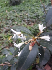 Trachelospermum jasminoides