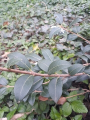 Trachelospermum jasminoides