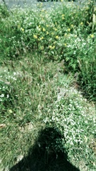Parthenium bipinnatifidum