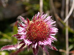 Erigeron neglectus