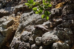 Sceloporus occidentalis becki