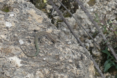 Podarcis hispanicus