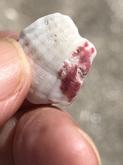 Homotrema rubrum