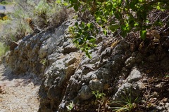 Sceloporus occidentalis becki