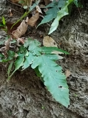 Tectaria heracleifolia