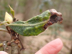 Clinodiplosis rhododendri