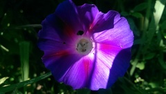Ipomoea purpurea