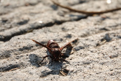 Rectala asyliformis