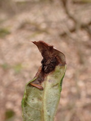 Clinodiplosis rhododendri