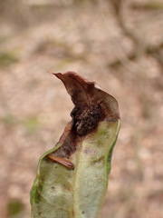 Clinodiplosis rhododendri