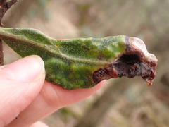 Clinodiplosis rhododendri