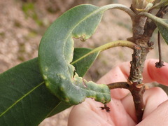 Clinodiplosis rhododendri