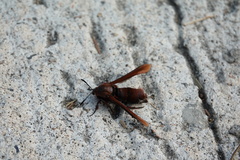 Rectala asyliformis