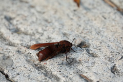 Rectala asyliformis