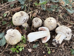 Agaricus griseicephalus