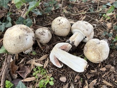 Agaricus griseicephalus