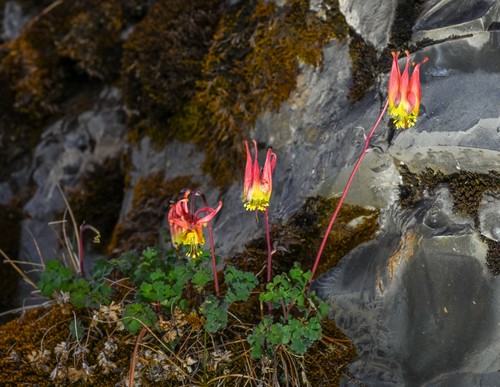 Ancolie élégante