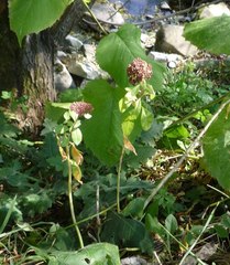Hylotelephium telephium fabaria