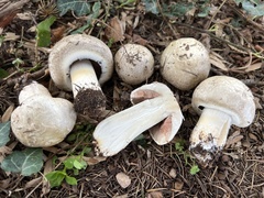 Agaricus griseicephalus