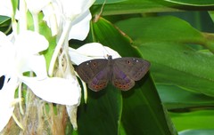 Eurybia molochina