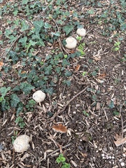 Agaricus griseicephalus
