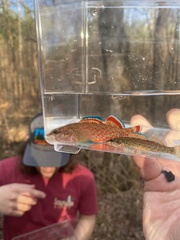 Etheostoma artesiae