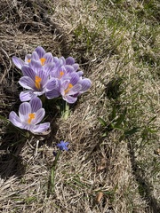 Crocus