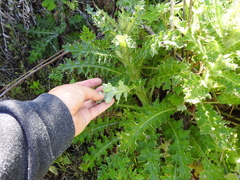 Cirsium quercetorum