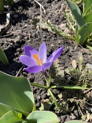 Crocus