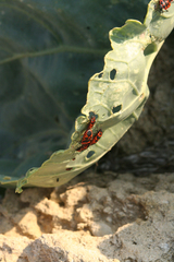 Eurydema spectabilis