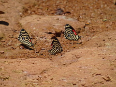 Catagramma hystaspes