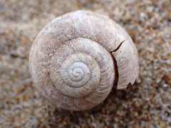 Helminthoglypta walkeriana