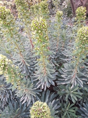 Euphorbia characias