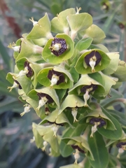 Euphorbia characias