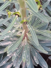 Euphorbia characias